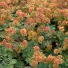 Alchemilla Erythropoda